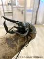 夏休みにぴったり♪レア昆虫が集結する「カブトムutf-8