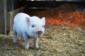 WAKU、宮崎大学と「グルタチオン飼料」の共同研究を開