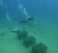 世界自然遺産・奄美大島で“海のテロワール”を創る海底