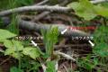 【国立科学博物館】日本における絶滅種タカネハナワラ