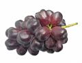 山梨・富士川町発“FUJIKAWA GRAPE”と、干し芋でutf-8