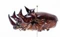 「触る！撮る！驚く！ふれあいカブトムシ・クワガタ昆