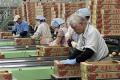 給食業界初！環境負荷低減の福島県白河産トマトを導入