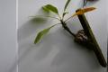 夏休みの自由研究はこれで決まり！植物と昆虫のutf-8