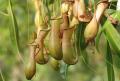 夏休みの自由研究はこれで決まり！植物と昆虫のutf-8