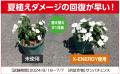 夏の園芸の強力な味方、バイオスティミュラント活力液