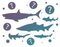 【アクアワールド茨城県大洗水族館】『すみっコぐらし