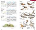 識別ポイントがわかりやすい！イラストによる野鳥図鑑