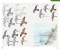 識別ポイントがわかりやすい！イラストによる野鳥図鑑