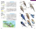 識別ポイントがわかりやすい！イラストによる野鳥図鑑