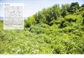 かごなどを編むのにおすすめの植物約50種の紹介や、植