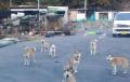 人も動物も幸せに♪静岡県中部で、犬猫の保護活動に取