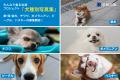 ビーグルだらけの写真集プロジェクト募集開始！2025年
