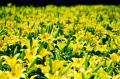 黄色、ピンクに一面が彩る初夏の花畑「ユリ園」が見ご