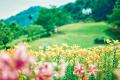 黄色、ピンクに一面が彩る初夏の花畑「ユリ園」が見ご