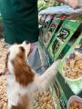 SNSで話題！愛犬が「飽きない」手作りごはんBowls Fre
