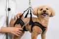 あなたと愛犬にとって心地よいトリミング時間を！安定