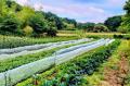野菜採り放題サービスで消費者も生産者も得する！「収
