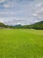 令和のコメ騒動に新たなコメの売り買いを提案。本土最