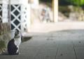 ピースニャンコが佐賀県で保護猫医療支援を開始「佐賀