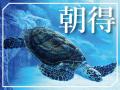 【神戸須磨シーワールド】1周年を迎えた夏のスマシー