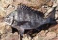 「漁師さんが選ぶ本当においしい魚を使った簡単お魚料