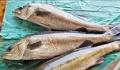 「漁師さんが選ぶ本当においしい魚を使った簡単お魚料