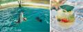 【初企画／能登の未来へ甘いエールを】のとじま水族館