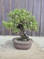 【阪急うめだ本店】ミニ盆栽に癒されて「BONSAI LIFE