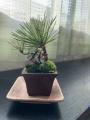 【阪急うめだ本店】ミニ盆栽に癒されて「BONSAI LIFE