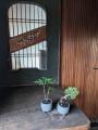 【阪急うめだ本店】ミニ盆栽に癒されて「BONSAI LIFE