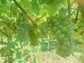 福島からワインを通して食の安全性を伝えたい　utf-8