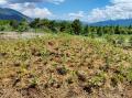 山田養蜂場が、中国で4万本を植樹する、新プロジェク