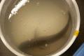 魚の消費拡大と食品ロスの削減を実現！ミトコンドリア