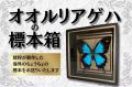「むし展～かわひらこ～」開催に向けたクラウドファン