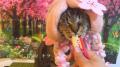 いなばペットフード　全国の猫ちゃんたちが大集合！20
