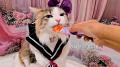 いなばペットフード　全国の猫ちゃんたちが大集合！20