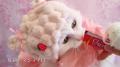 いなばペットフード　全国の猫ちゃんたちが大集合！20