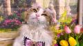 いなばペットフード　全国の猫ちゃんたちが大集合！20