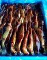 新幹線配送！函館の朝獲れ鮮魚をその日のうちに食卓へ