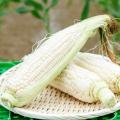 【夏のたび福袋】冷凍みかん・うな重など夏グルメをお