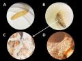 【中部大学】極めて高い殺虫力を備えた昆虫病原utf-8