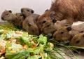 屋内型ふれあい動物園「アニタッチ」で動物の赤ちゃん