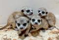 屋内型ふれあい動物園「アニタッチ」で動物の赤ちゃん