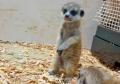 屋内型ふれあい動物園「アニタッチ」で動物の赤ちゃん