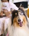 本を読む時間が自信になる、犬と過ごす空間が心をほど