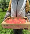 北九州・千草ホテル発“うきはの桃”を贅沢に使っutf-8