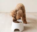 自然な体勢でゆっくり食べられる！愛犬の健康をサポー