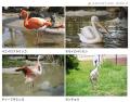 鳥たちの自然育雛に挑む、新たないのちの舞台。“共生”