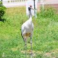 鳥たちの自然育雛に挑む、新たないのちの舞台。“共生”